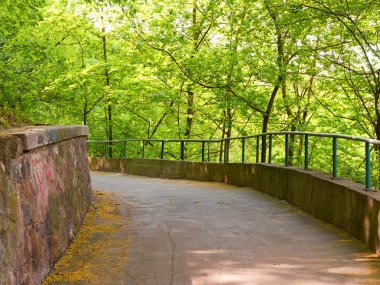 Ormanda Yeşil Ağaçlı Yürüyüş Yolu