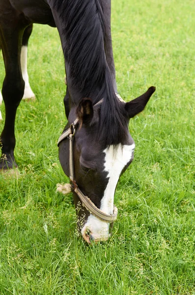 Um cavalo no pasto de verão . — Fotografia de Stock