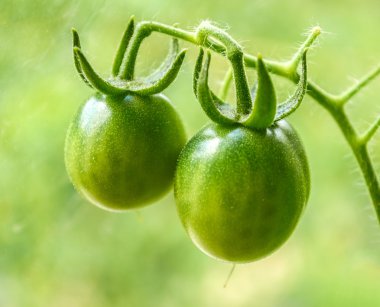 Dallarda yetişen yeşil domatesler.