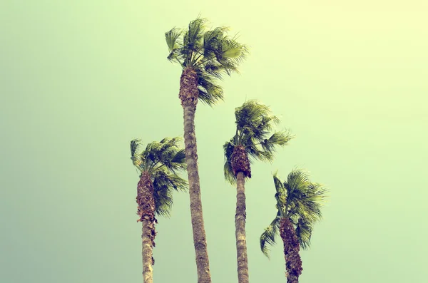 Palm trees beach. Vintage post processed travel summer — Stock Photo, Image