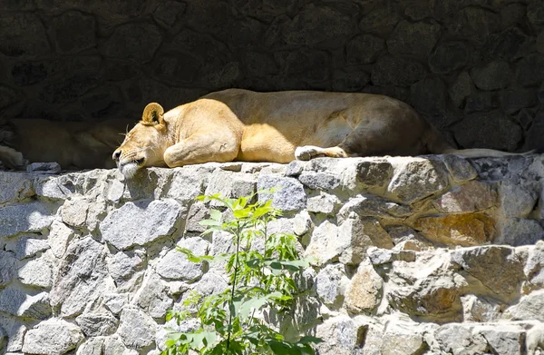 Una leona está descansando en el zoológico de Kiev (Ucrania ). — Foto de Stock