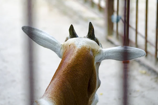 Antelope in zoo Kiev (Ukraine). — Stock Photo, Image