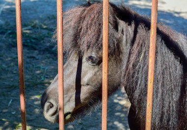 Yaz aylarında midilli Portreler.