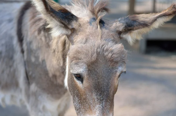 Grey donkey in the farm. — Stock Photo, Image