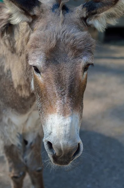 Grey donkey in the farm. — Stock Photo, Image