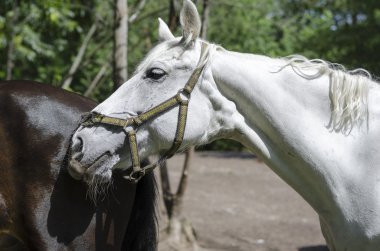 beyaz at ağaçları arasında yürüyor.