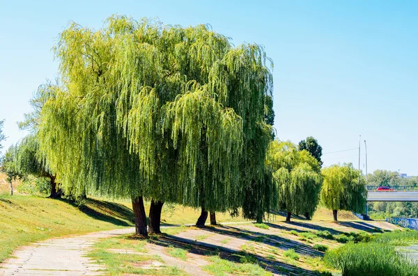 Představte si willow a cestu na břehu rybníka — Stock fotografie