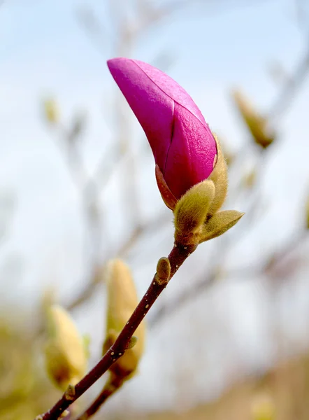 Rózsaszín magnólia bimbó tavaszán, a kék ég háttér — Stock Fotó
