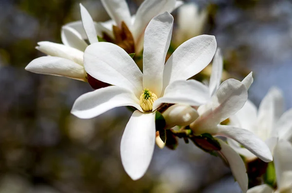Magnolia blanc fleur close-up. Magnolia blanc sur un fond sombre — Photo