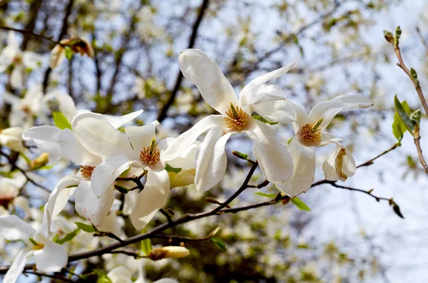 Magnolia blanc fleur close-up. Magnolia blanc sur un fond sombre — Photo