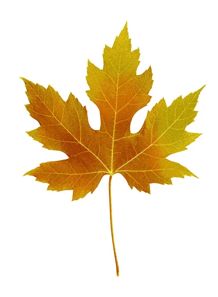 Podzimní List Podzimní Javorový List Izolovaný Bílém Pozadí Vektorová Ilustrace — Stockový vektor