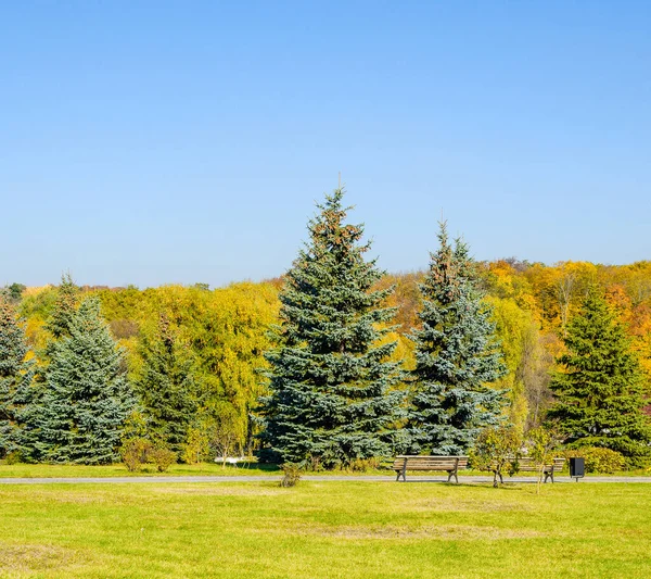 Wunderschöner Herbstpark Herbst Kyjiw Herbstbäume Und Blätter Herbst Landschaftspark Herbst — Stockfoto