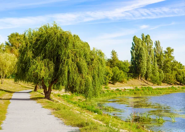 Weeping Willow Tree Ook Bekend Als Babylon Willow Salix Babylonica — Stockfoto