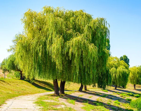 Trauerweide Auch Als Babyweide Oder Salix Babylonica Bekannt — Stockfoto