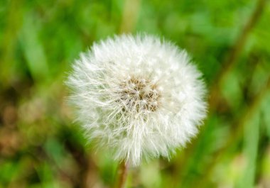 Bud Karahindiba. Yeşil çimlerde karahindiba beyaz çiçekleri