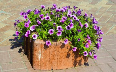 Güzel çiçeklerle süslenmiş sokak