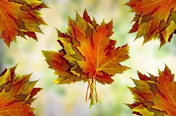 Herbstblätter — Stockfoto