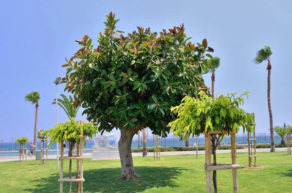 Δέντρο παλάμη fringed πεζών περιπάτου Ακρωτήρι κόλπο Μεσόγειο Λεμεσός Λεμεσός Κύπρος — Φωτογραφία Αρχείου