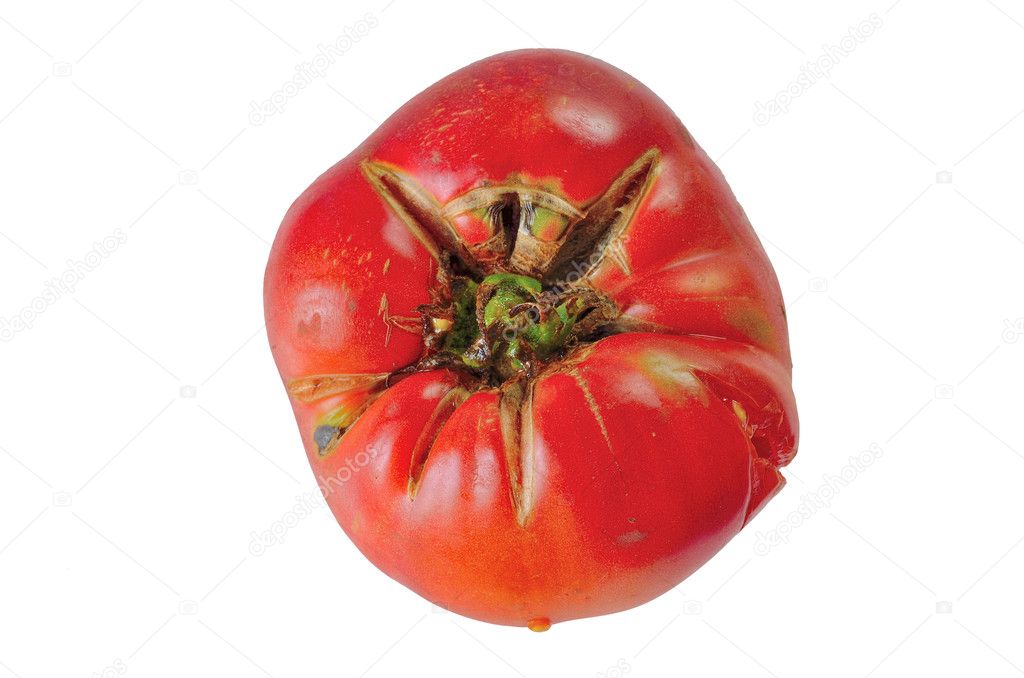  overripe red tomato