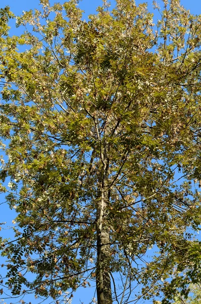 Grüne und gelbe Blätter des Baumes — Stockfoto