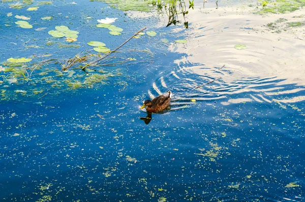 Divoká kachna na řece — Stock fotografie