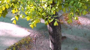 Yiyecek aramaya minik serçe