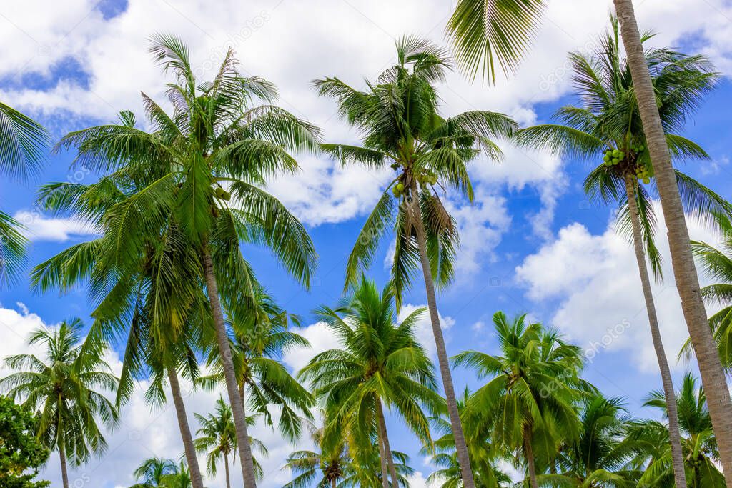 Bottom view of coconut palm trees at blue sky and white clouds background. Concept tropical resort. Sunny holiday