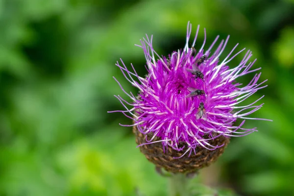 Gruppo Mosche Sedute Cardo Selvatico Fiori Rosa Sfondo Sfocato Naturale — Foto Stock