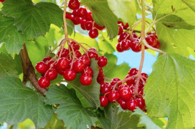 Yeşil yapraklara karşı kırmızı viburum böğürtlen. Sonbahar bahçesinde kırmızı viburum dalı. Guelder 'ın parlak meyveleri