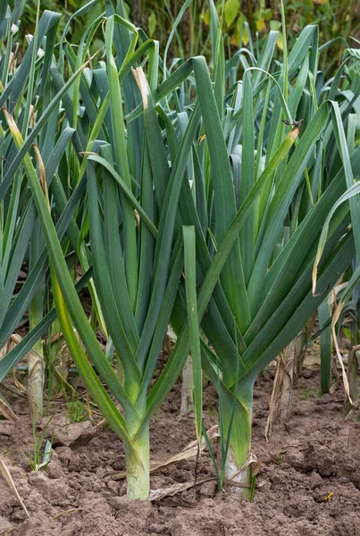 Leek Grows Vegetable Garden Soil Autumn Harvest Leek Onions Organic — Stock Photo, Image