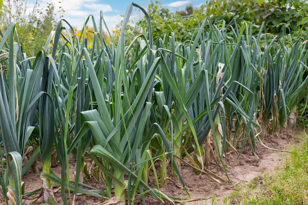 Leek Onions Growing Garden Bed Organic Farm Vegetables Agriculture Concept — Stock Photo, Image