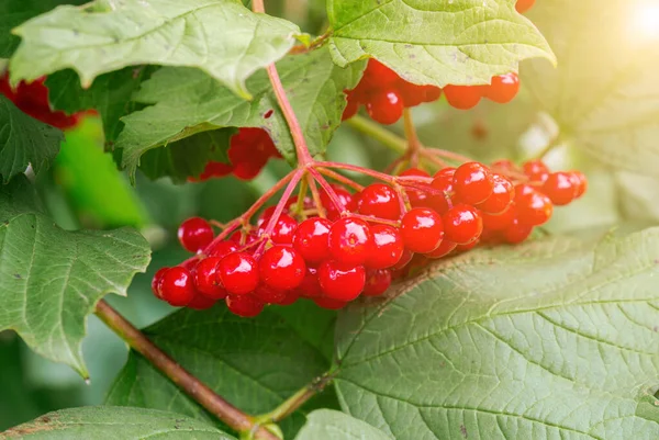 Czerwony Filia Viburnum Jesienny Ogród Kupa Jasnoczerwonych Jagód Viburnum Gałęzi — Zdjęcie stockowe