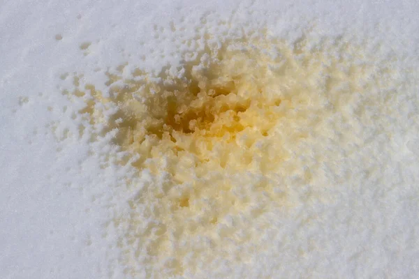 Żółty Mocz Świeżym Białym Śniegu Ślady Sików Czystej Zaspie Śnieżnej — Zdjęcie stockowe