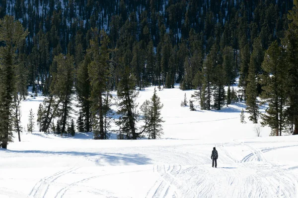 Yalnız Adam Yürüyüşçüsü Kışın Karlı Ormanda Yürüyor Ergaki Sıradağları Batı — Stok fotoğraf