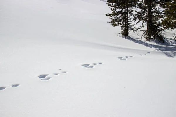 Footprints of a rabbit in the pure snow. Hare tracks in fluffy snowdrifts