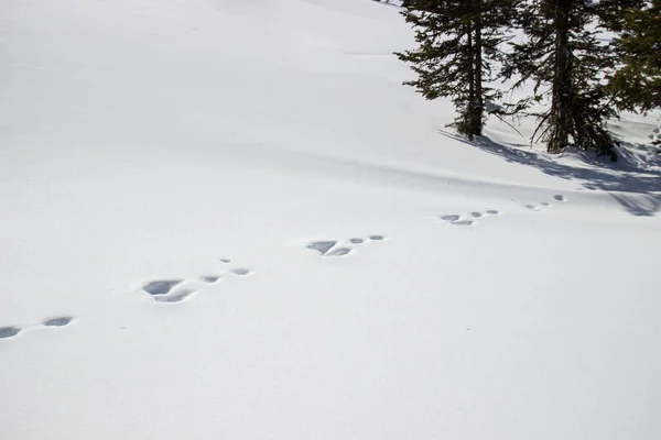 Footprints of a rabbit in the pure snow. Hare tracks in fluffy snowdrifts — Stock Image Footprints Rabbit Pure Snow Hare Tracks Fluffy Snowdrifts Stock Photo