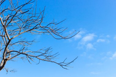 Açık mavi bir gökyüzü arkaplanı karşısında ağaç dalını kurut.