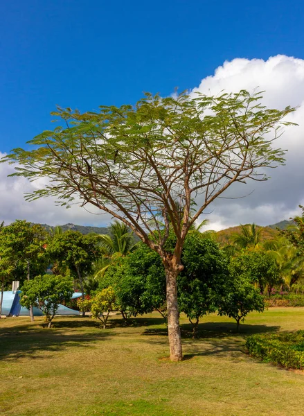 Yaz Tropikal Arka Plan Bir Cennet Adasında Mavi Gökyüzünün Altında — Stok fotoğraf