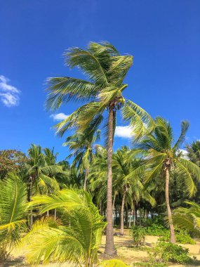 Yaz arkaplanı için tropikal bir adada mavi gökyüzünün altında parlak yeşil palmiye ağaçları.
