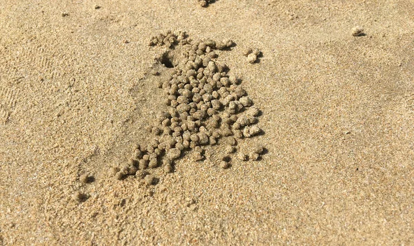 Burrow Den Nesting Hole Many Sandy Spheres Dug Crab Tropical — Stock Photo, Image