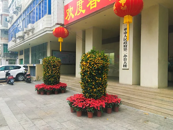 China Ilha Hainan Sanya Janeiro 2020 Árvores Tangerina Lanternas Vermelhas — Fotografia de Stock