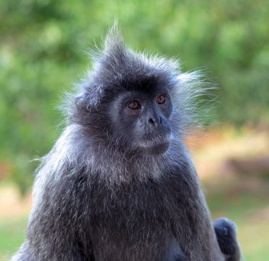 Kafasında mohawk saç kesimi olan vahşi, şirin bir maymun portresi. Gümüş Lutung, aynı zamanda gümüş yapraklı maymun ya da gümüş langur olarak da bilinir.