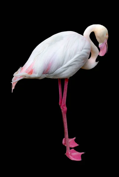 Портрет Розового Фламинго Изолирован Черном Фоне — стоковое фото
