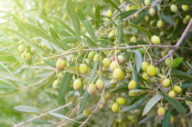 Yeşil zeytinli zeytin dallarının doğal arka planı. Seçici odak