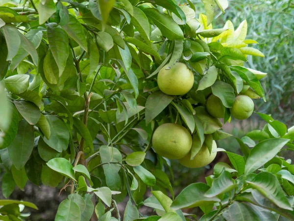 Pomelos Inmaduros Una Rama Jardín —  Fotos de Stock