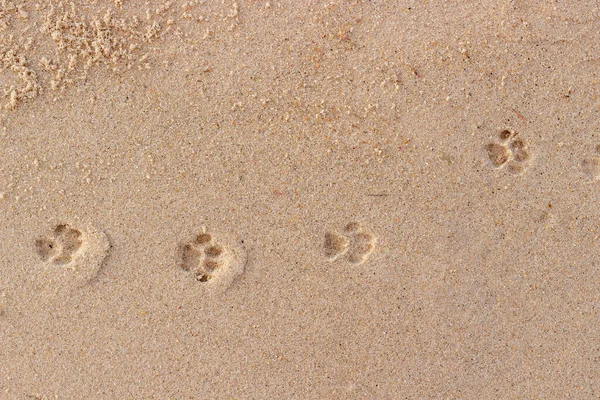 Pata Gato Imprime Areia Molhada Fundo Engraçado — Fotografia de Stock