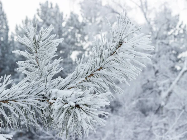 Frosty Tallgren Täckt Med Snö Jul Och Nyår — Stockfoto