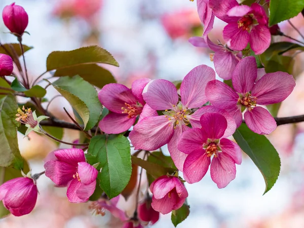 Rosa Blommor Äppelträd Gren Vårens Bakgrund — Stockfoto