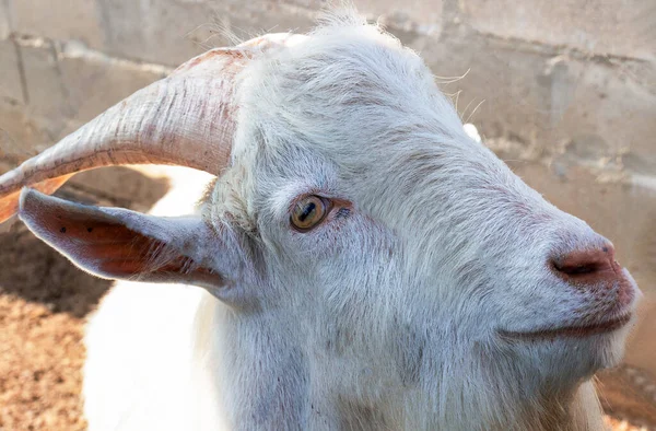 Portrait Horned White Goat Farm Close — Stock Photo, Image