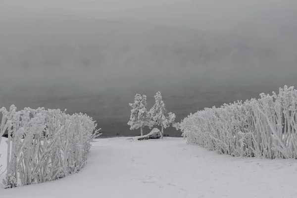 Vinterlandskap Frost Träd Och Flod Dimmig Kall Morgon — Stockfoto